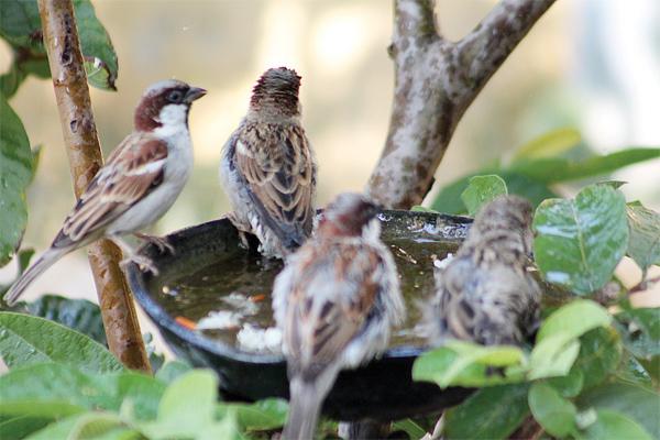 Sparrow