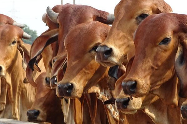 ಪ್ರಾಣಿಗಳ ಹಸಿವು ನೀಗಿಸುವಂತೆ ಸಾರ್ವಜನಿಕರಿಗೆ ಪಶು ಸಂಗೋಪನಾ ಇಲಾಖೆಯಿಂದ ಮನವಿ –