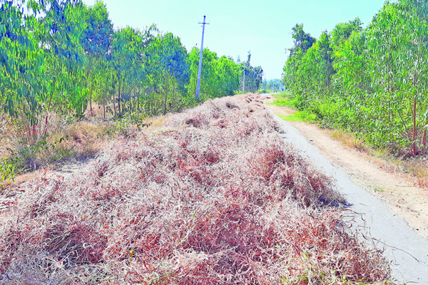 ಕೋಲಾರ ಜಿಲ್ಲೆಯ ರೈತರಿಗೆ ರಸ್ತೆಯೇ ರಾಗಿ, ಹುರುಳಿ ಒಕ್ಕಣೆ ಕಣ