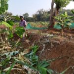 Wild elephant destroyed banana Plantation 14 JAN 20