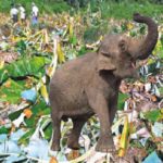 Wild elephant destroyed banana Plantation 2 14 JAN 20