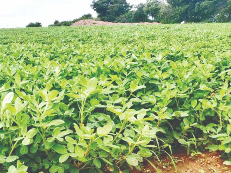 Hiriyur, peanut crop, farmers