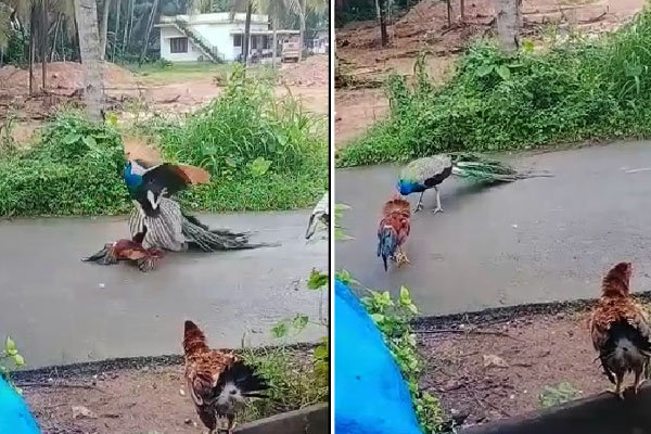 video/ ಸಂಗಾತಿ ಜತೆ ರಮಿಸೋದನ್ನು ಬಿಟ್ಟು ಕೋಳಿ ಜತೆ ಕಾಳಗಕ್ಕಿಳಿದ ಮಯೂರ!