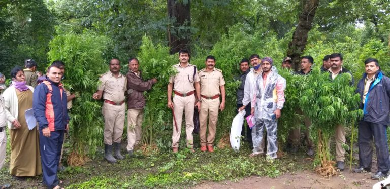 5.5 ಲಕ್ಷ ರೂ. ಮೌಲ್ಯದ ಗಾಂಜಾ ಗಿಡ ವಶ