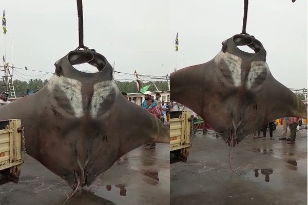 700 ಕೆಜಿ ತೂಕದ ತೊರಕೆ ಮೀನು ಬಲೆಗೆ :  ಜಾಲತಾಣದಲ್ಲಿ ಕಾರ್ಯಾಚರಣೆ ವಿಡಿಯೋ ವೈರಲ್