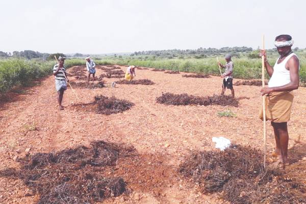 parashuramapura crop loss