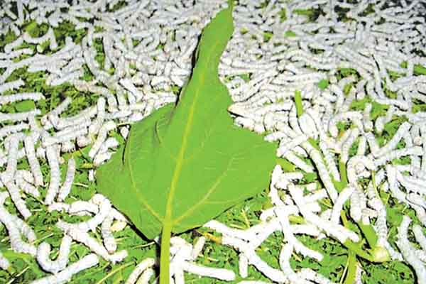 ರೇಷ್ಮೆ ಬೆಲೆ ತೀವ್ರ ಕುಸಿತ