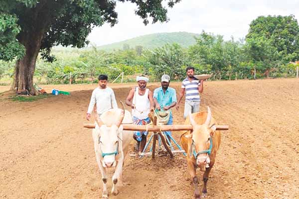 ಭತ್ತದ ಬೆಳೆಯತ್ತ ರೈತರ ಚಿತ್ತ