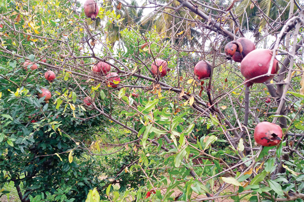 ದಾಳಿಂಬೆಗೆ ದುಂಡಾಣು ಬಾಧೆ