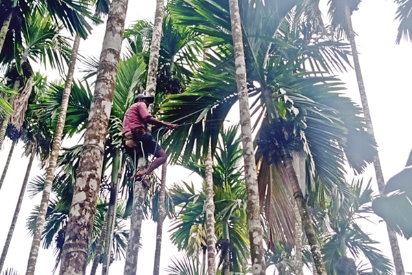 ಕೊಳೆ ರೋಗ ನಿಯಂತ್ರಣಕ್ಕೆ ಸಿದ್ಧತೆ