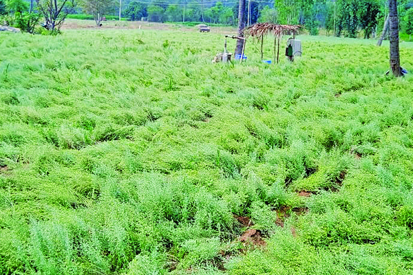 ರೈತರ ಕೈ ಹಿಡಿದ ದವನ ಸೊಪ್ಪು: ಕೆಜಿಎಫ್ ತಾಲೂಕಿನಲ್ಲಿ ಹೆಚ್ಚು ಬೆಳೆದ ಬೆಳೆ ತೈಲಕ್ಕೆ ವಿದೇಶದಲ್ಲಿ ಭಾರಿ ಬೇಡಿಕೆ