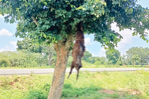 ಕುರಿಗಾಹಿಗಳಲ್ಲಿ ಮೌಢ್ಯ ಜೀವಂತ