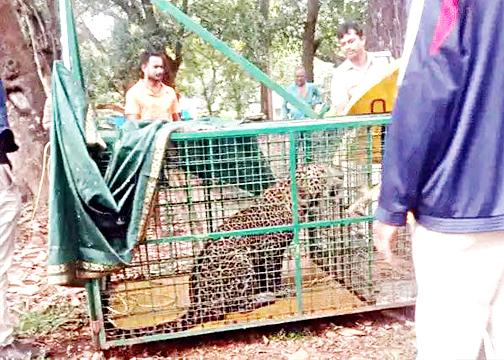 ಹಕ್ಲಾಡಿಯಲ್ಲಿ ಬಾವಿಗೆ ಬಿದ್ದ ಚಿರತೆ ರಕ್ಷಣೆ