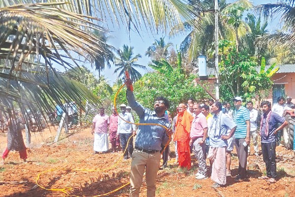 ಸುರುಳಿ ಬಿಳಿನೋಣ ಹತೋಟಿಗೆ ಜೈವಿಕ ಕ್ರಮ ಸೂಕ್ತ