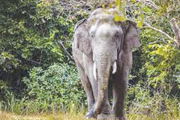 Photo of Jharkhand Elephant