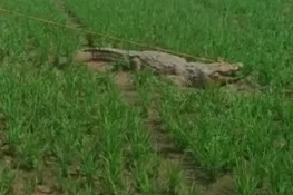 crocodile in farm