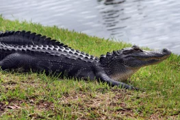 alligator representative image