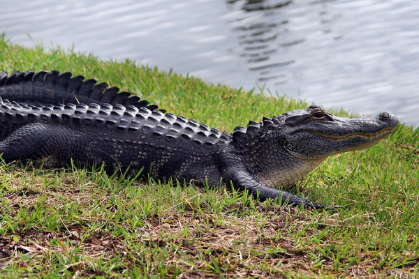 alligator representative image