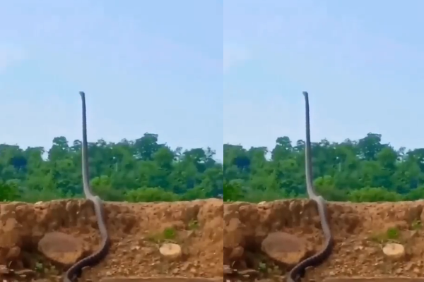 VIDEO | ಎದ್ದುನಿಂತು ಕಣ್ಣಲ್ಲಿ ಕಣ್ಣಿಟ್ಟು ನೋಡಿದ ಕಾಳಿಂಗ ಸರ್ಪ!