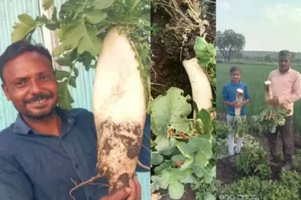 Farmer Grows Giant Radishes With Each Weighing Over Five Kg in Maharashtra