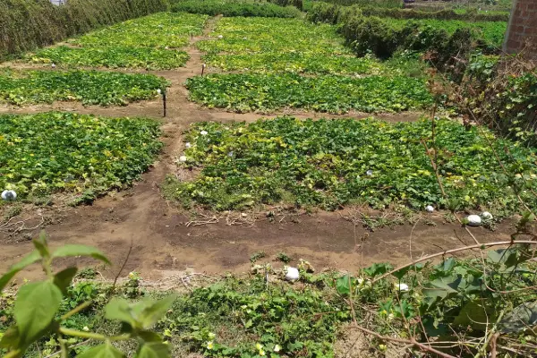 Vegetable Farming in Gokarna