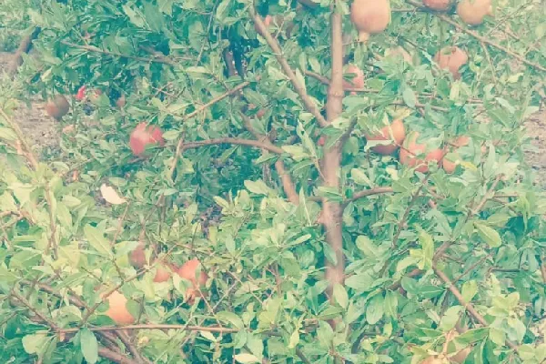 Pomegranate crop damage due to storm and rain