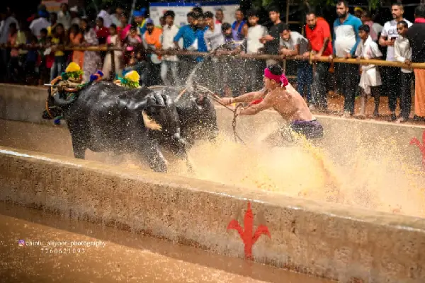 panapila kambala