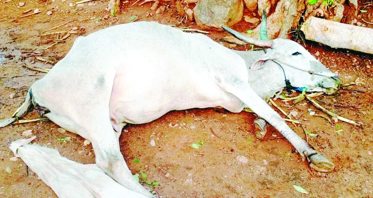 ಸಿಡಿಲಿಗೆ ಹಸು ಬಲಿ, ಹಾರಿಹೋದ ಮನೆಯ ಚಾವಣಿ : ನೆಲ ಕಚ್ಚಿದ ಎರಡು ಎಕರೆಯಲ್ಲಿ ಬೆಳೆದಿದ್ದ ಜೋಳ