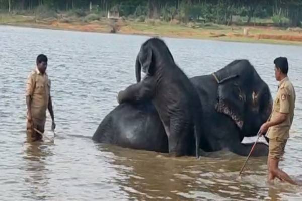 ತಾಯಿ ಜತೆ ಐದು ತಿಂಗಳ ಮರಿಯಾನೆ ತುಂಟಾಟ