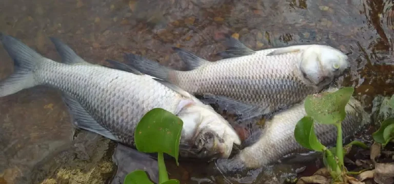 ಅವಸಾನದತ್ತ ಕೆಲಗೇರಿ ಕೆರೆ