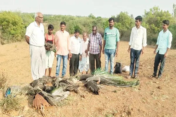 peacock death