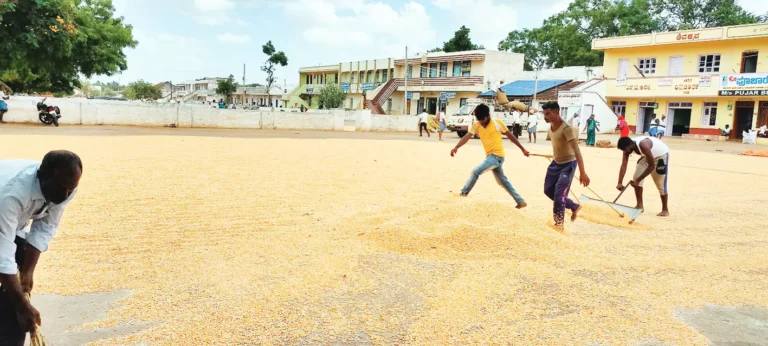 maize demand in Ranebennur APMC Market