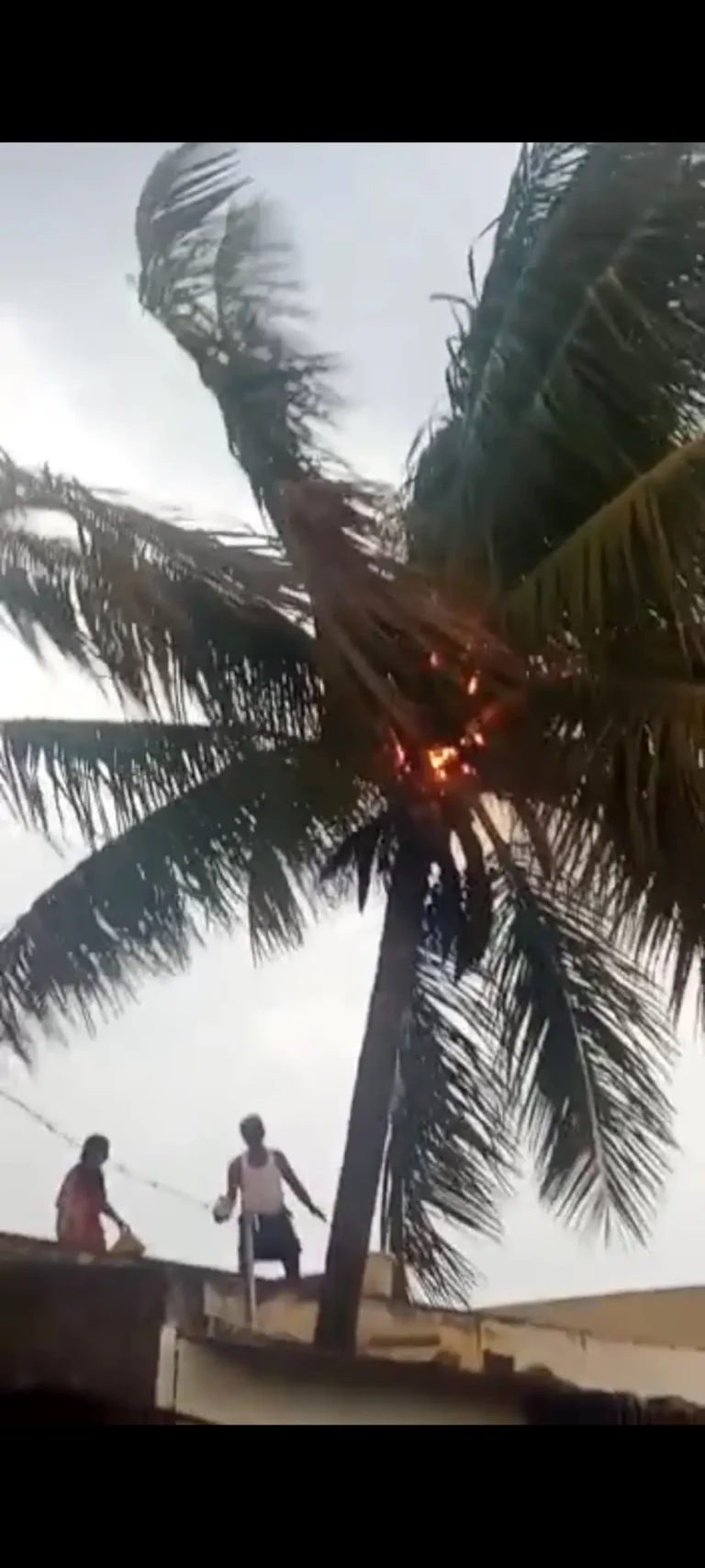 fire in tree