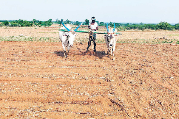 Yalaburga Sowing Prepation farmers