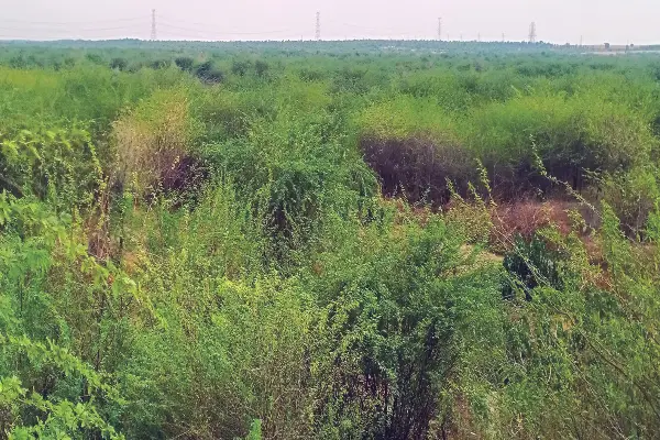 ಜೀವ ಕಳೆದುಕೊಂಡ ಐತಿಹಾಸಿಕ ಕೆರೆ