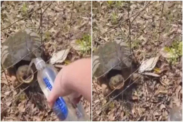 turtle attack