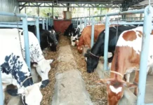 For dairy farmers