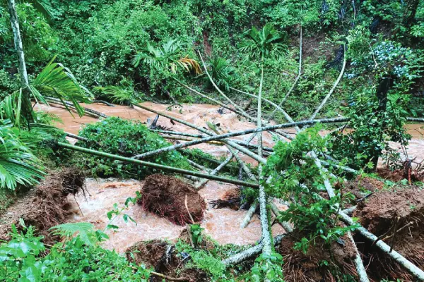Areca Trees felled in pit
