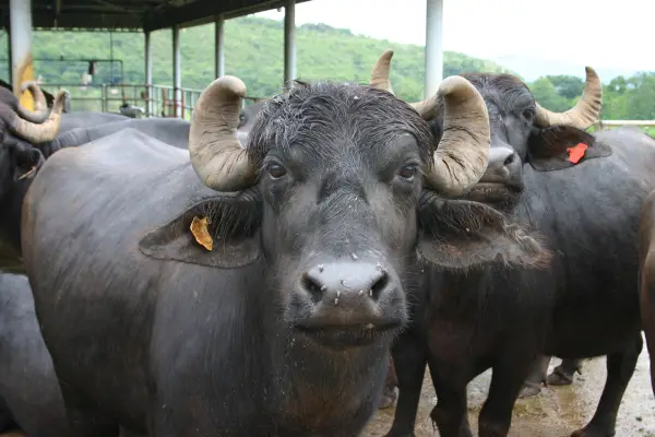 ಹಳ್ಳದಲ್ಲಿ ಕೊಚ್ಚಿ ಹೋದ ಎಮ್ಮೆ