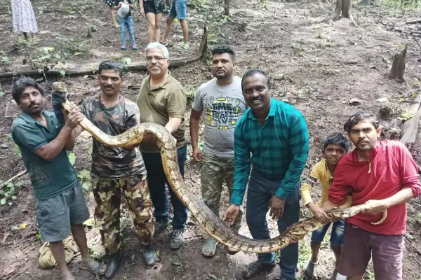 Big Python Rescued in Dandeli.