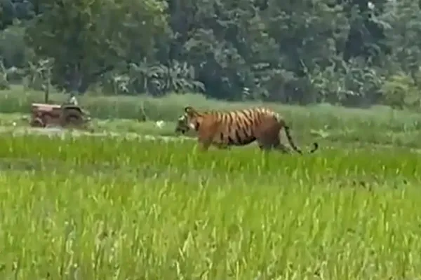 Farmer Tiger