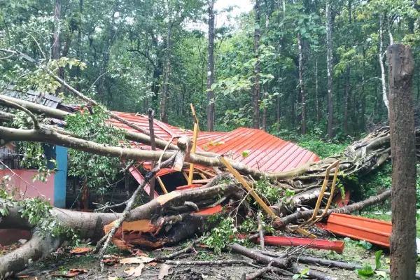 Big tree fell in a temple