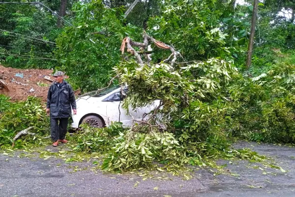 Tree fell on a parked car.