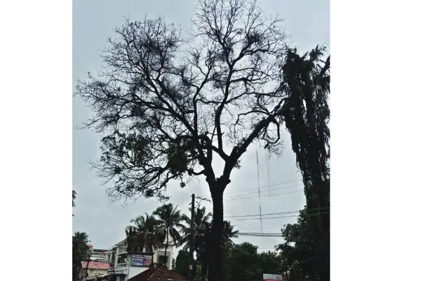 ಮಂಗಳೂರು ನಗರದ ರಸ್ತೆಬದಿ ಅಪಾಯಕಾರಿ ಮರಗಳು