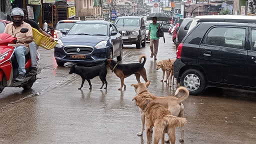 ಹೆಚ್ಚಿದ ಬೀದಿ ನಾಯಿಗಳ ಹಾವಳಿ