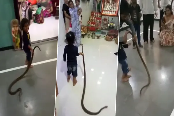 playing with snake