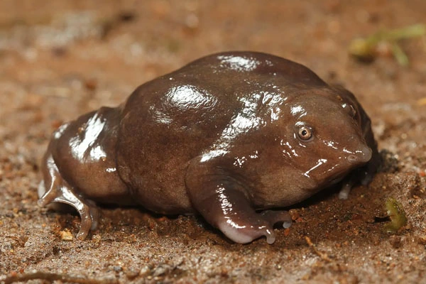 Mahabali Frog