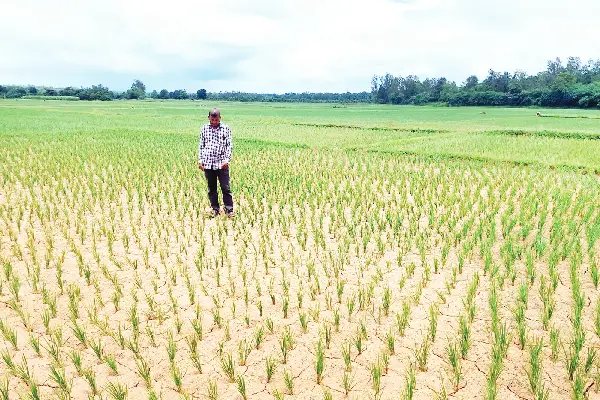 ಭತ್ತದ ಬೆಳೆಗೆ ಮಳೆ ಕೊರತೆ