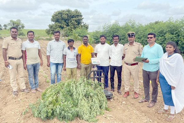 ಮ್ಯಾದರಡೊಕ್ಕಿಯಲ್ಲಿ ಅಕ್ರಮ ಗಾಂಜಾ ವಶ