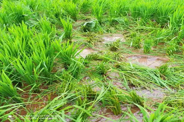 ತಳಲೆ ಭಾಗದಲ್ಲಿ ಕಾಡಾನೆ ದಾಳಿ